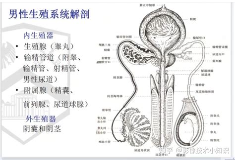 男性生殖器の構造